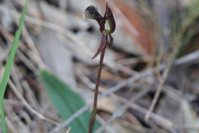 Chiloglottis formicifera