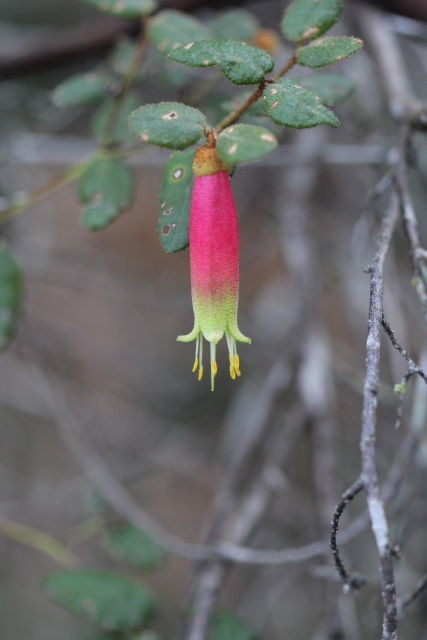 Correa reflexa