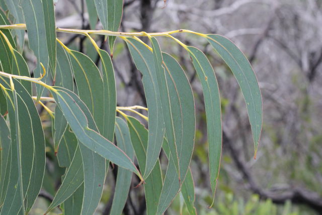 Eucalyptus luehmanniana