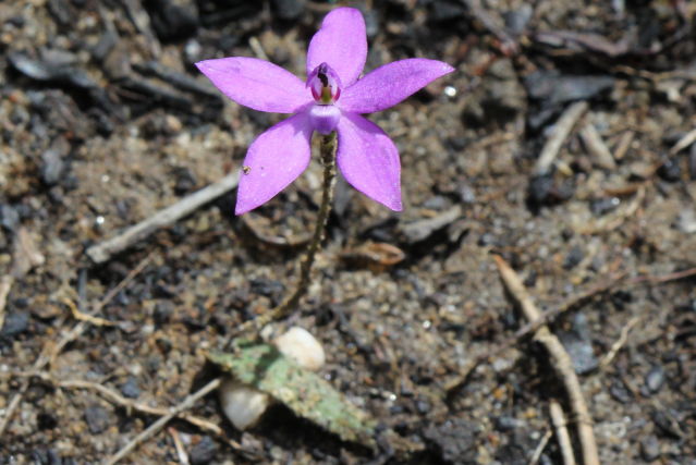 Glossodia minor