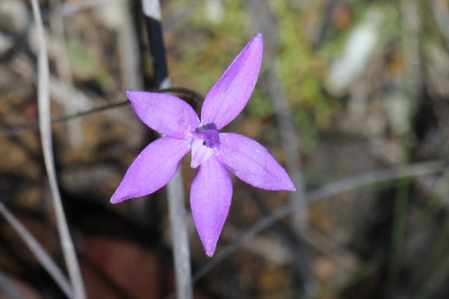 Glossodia minor