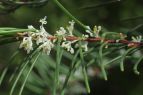 Hakea propinqua