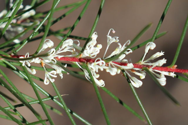 Hakea sericea