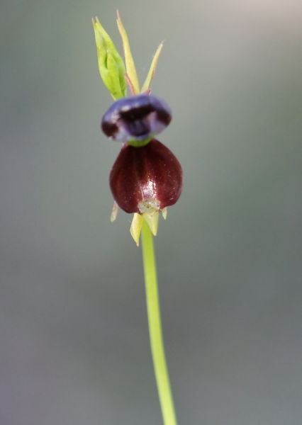 Caleana major