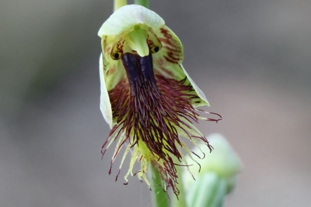 Calochilus campestris