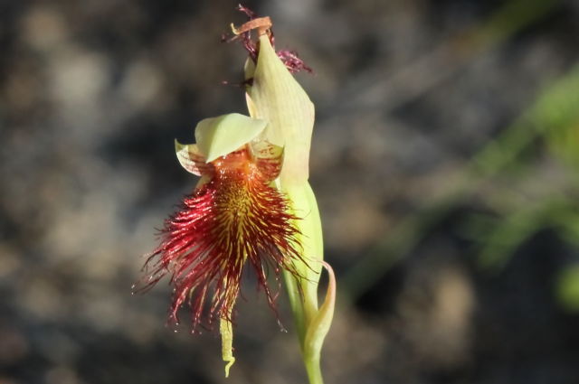 Calochilus paludosus