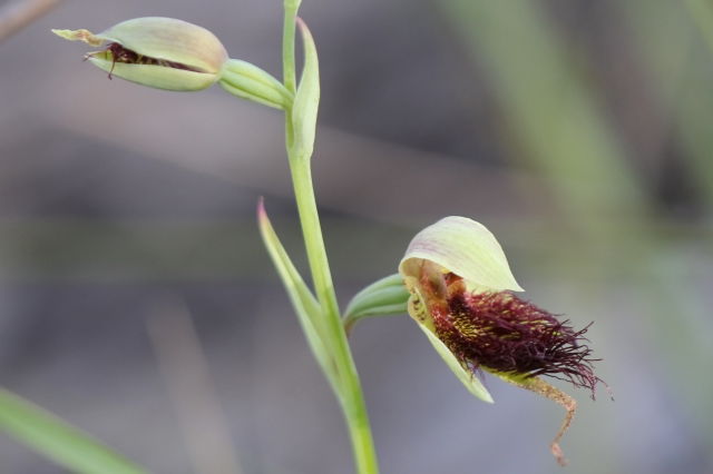Calochilus paludosus