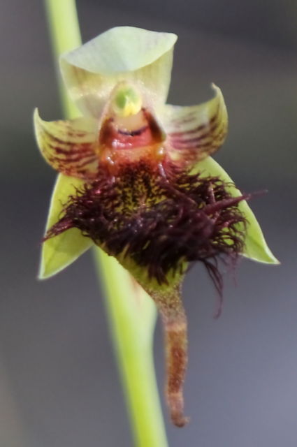 Calochilus paludosus