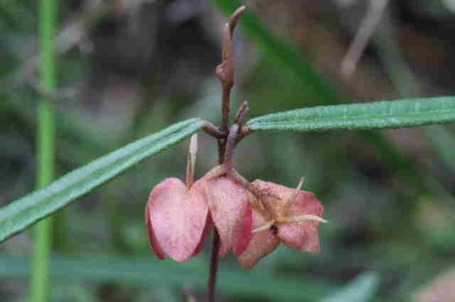 Lasiopetalum joyceae