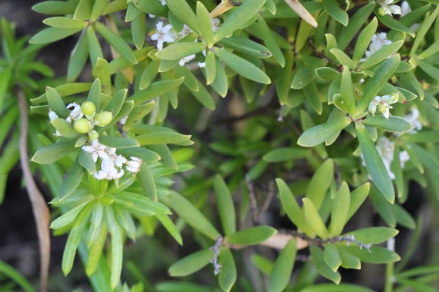 Leucopogon parviflorus