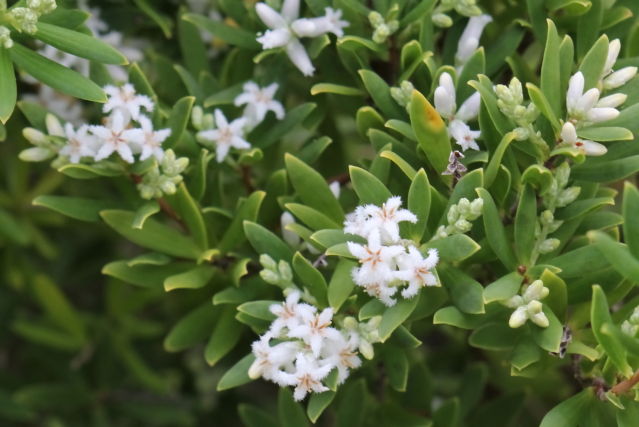 Leucopogon parviflorus