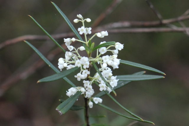 Logania albiflora
