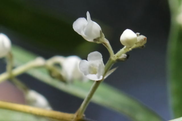 Logania albiflora