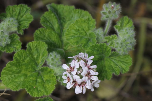 Pelargonium australe