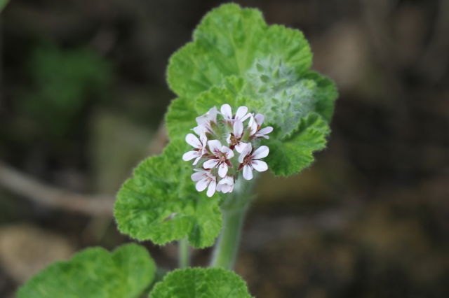 Pelargonium australe