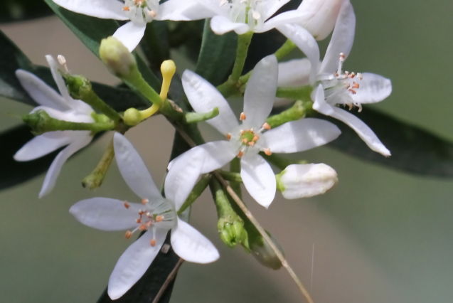 Philotheca myoporoides