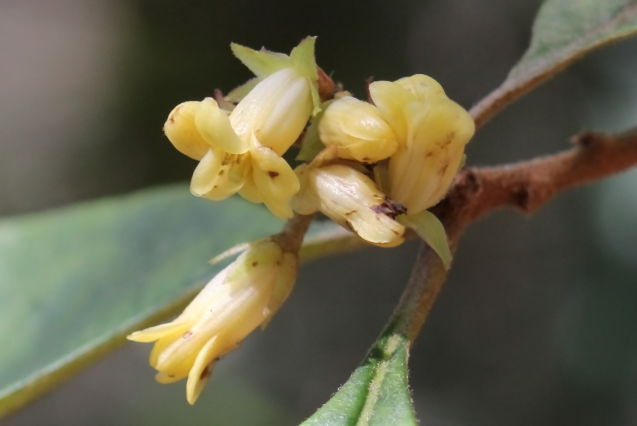 Pittosporum revolutum