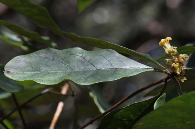 Pittosporum revolutum