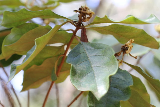 Pittosporum revolutum