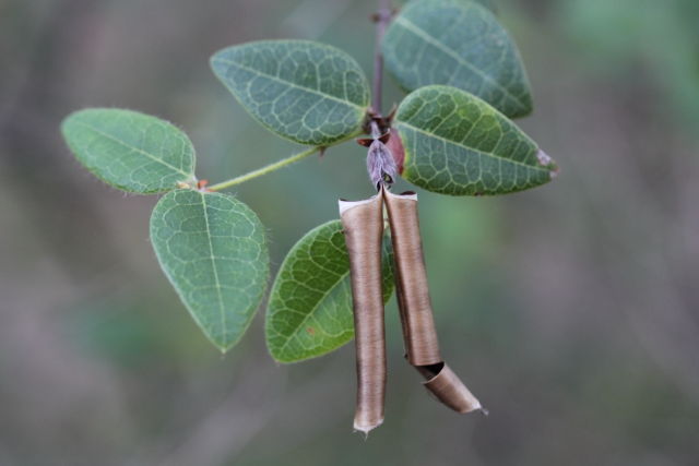 Platylobium formosum