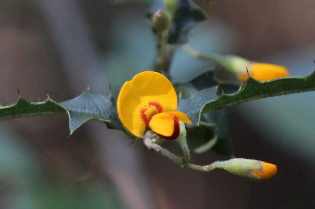 Podolobium ilicifolium