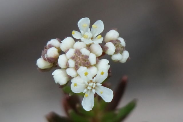 Poranthera ericifolia