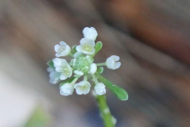 Poranthera microphylla