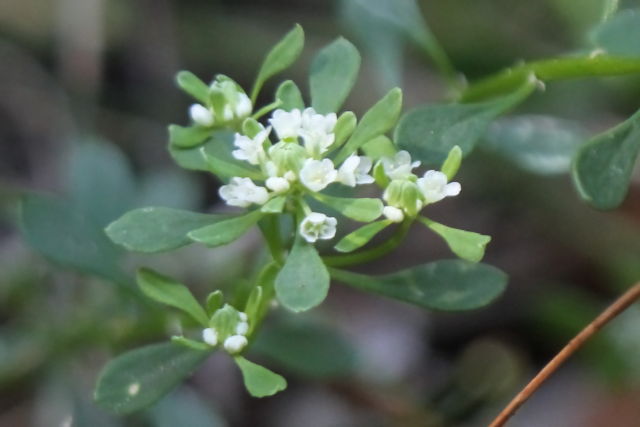 Poranthera microphylla