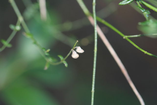 Prostanthera denticulata