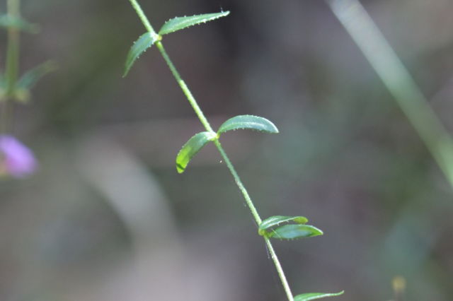 Prostanthera denticulata