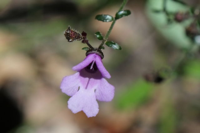 Prostanthera denticulata