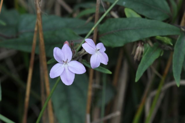 Pseuderanthemum variabile