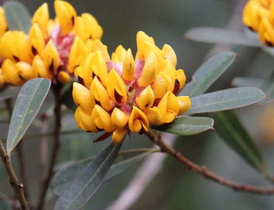 Pultenaea daphnoides