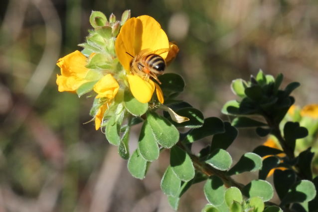Pultenaea ferruginea