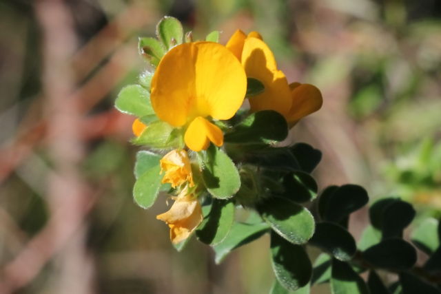 Pultenaea ferruginea