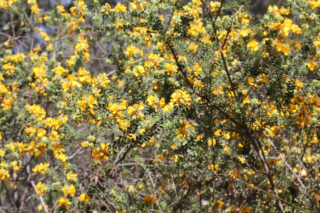 Pultenaea ferruginea