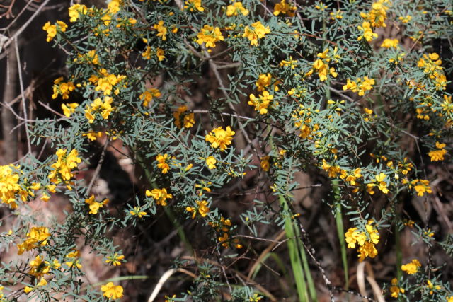 Pultenaea flexilis