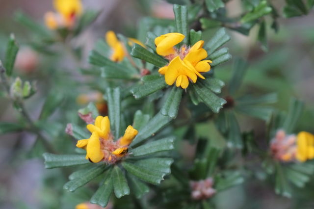 Pultenaea linophylla