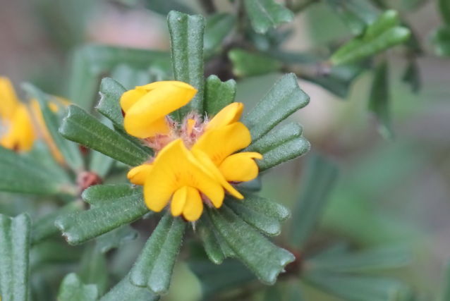 Pultenaea linophylla