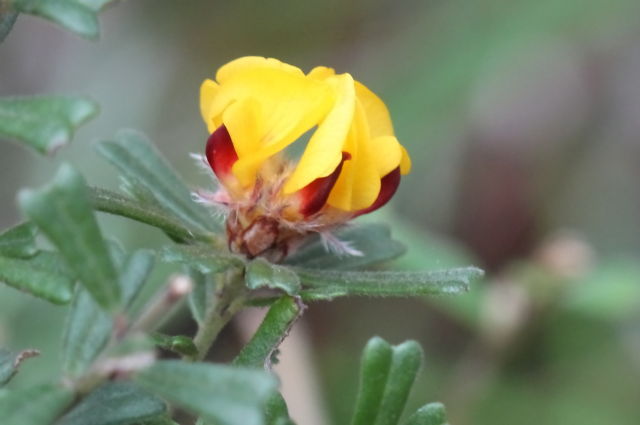Pultenaea linophylla