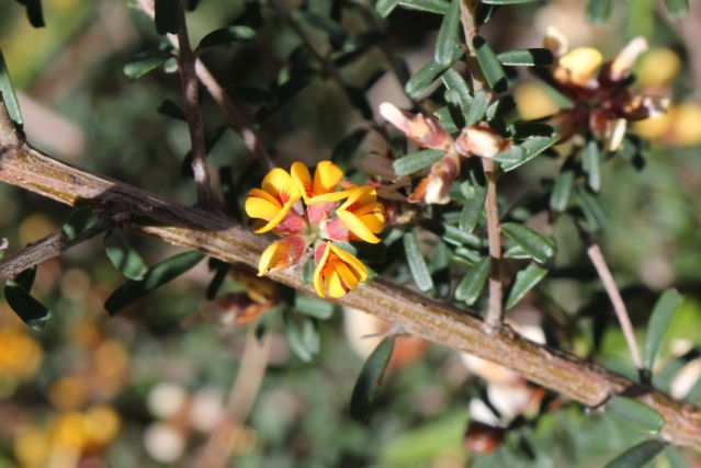 Pultenaea retusa