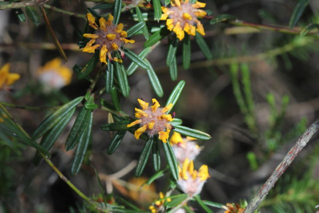 Pultenaea rosmarinifolia