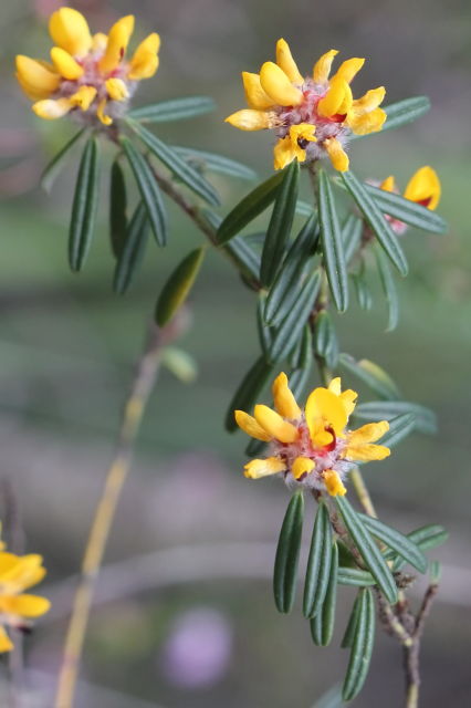 Pultenaea rosmarinifolia