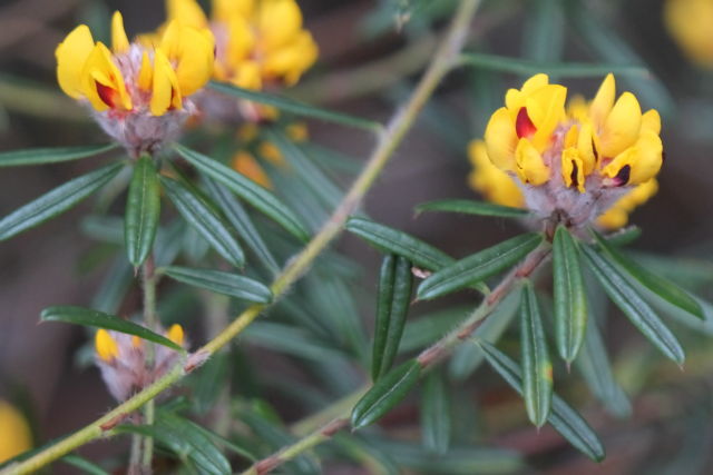 Pultenaea rosmarinifolia