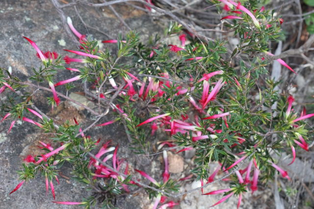 Styphelia tubiflora