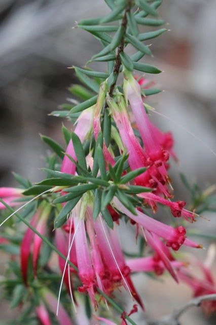 Styphelia tubiflora