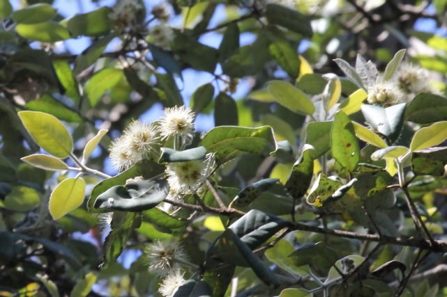 Syncarpia glommulifera