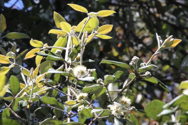 Syncarpia glommulifera