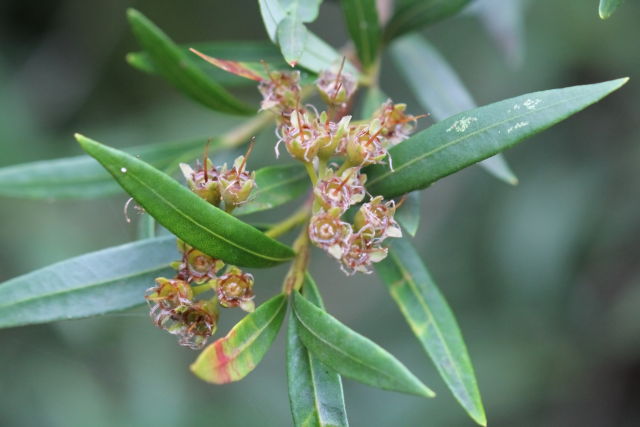 Tristania neriifolia