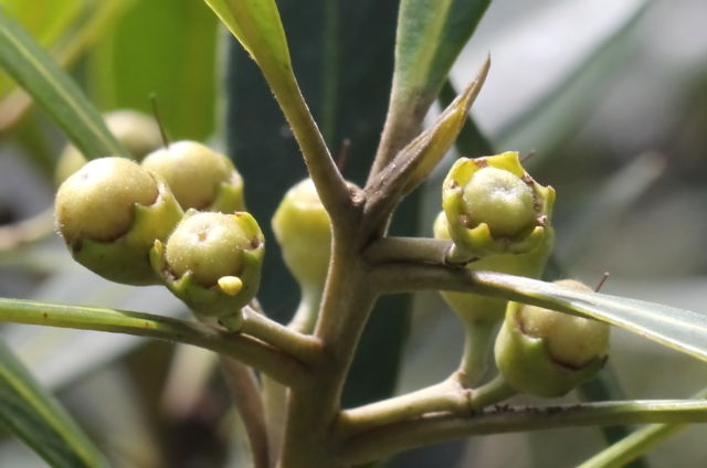 Tristaniopsis laurina